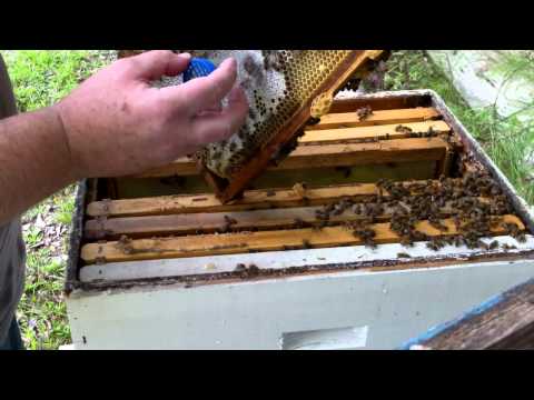how to transplant goldenrod