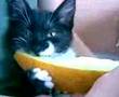 Kitten eating melone