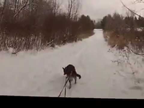 how to fit x back dog harness