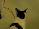 Jersey Kitty\