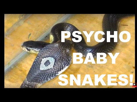 cobrasnake - Two baby snakes I got today. Quite beautiful. Quite angry. Quite a lot of energy! Listing to them hissing - a great day over here. Glad I woke up. These cobr...