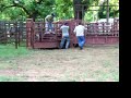 Lot #2736 - Yearling Bucking Bull