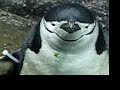 Penguins at The Central Park Zoo Penguins at The Central Park Zoo