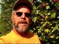 Oct 01,  2008 - Macoun apple harvest