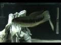 videos de Oddball Aquarium