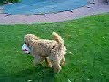 poodle soccer
