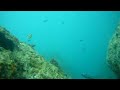 Spearfishing Pescasub Orata 2910 grammi Spearfishing Pescasub Orata 2910 grammi