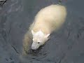 Knut begruesst seine Fans :-)