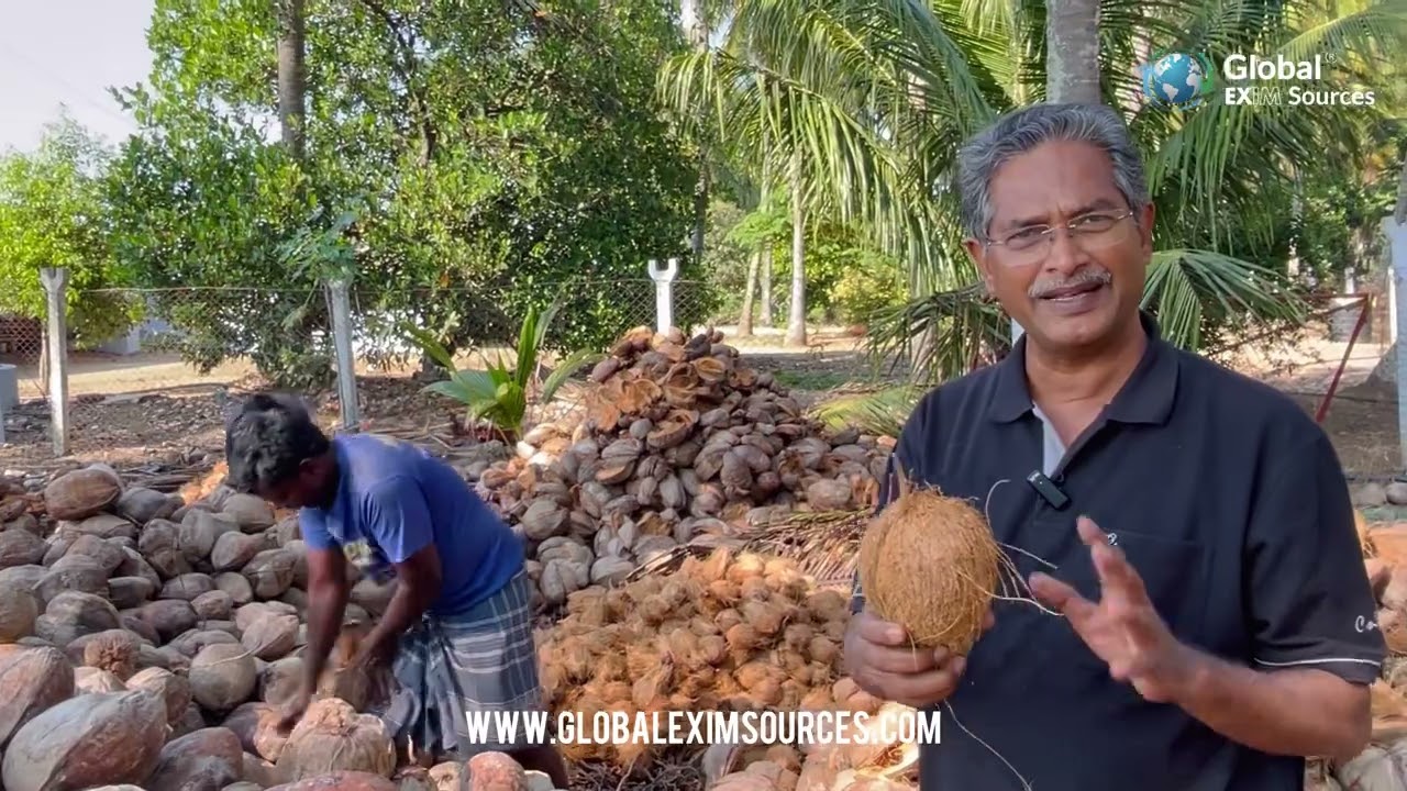 Coconut Semi-Husked | Global EXIM Sources