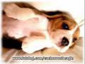 Cachorros www.fotolog.com/cachorrosbeagle