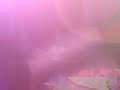VIBE TRIBE@RISING SUN CELEBRATION BELGRADE #2
