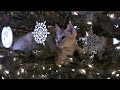 Henry in Tree