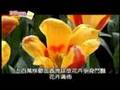 春爛漫！全球花海等著你造訪～日本北海道、加拿大、荷蘭
