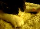 Kitten fizzgig, 5 mo. old, nursing and 