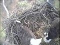 2008 Blackwater Eagle Cam - Incubating Video 1