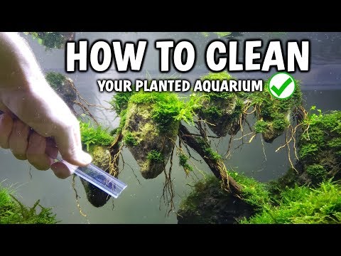 video-linktoworks-NO MORE ALGAE! How To Clean Your Aquarium Of Algae