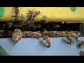 Grooming Bees