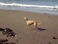 Whippets at the Beach Whippets at the Beach