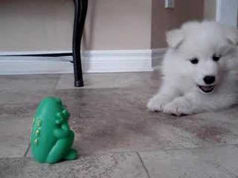 Atticus the Samoyed Vs. Froggie the Frog