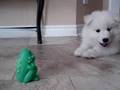 Atticus the Samoyed Vs. Froggie the Frog
