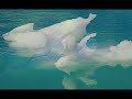 Nicu Alifantis - Daca tu ai disparea Manele-Gratis.net