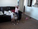 Boxer dog singing with harmonica
