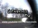 Catweasels TV Advert June 2008