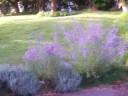 Begonias, Sage, Lavendar Begonias, Sage, Lavendar