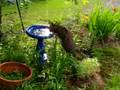 Cat Drinks from Birdbath