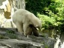 Knut und die Jutesackshow