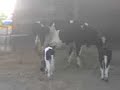 our new home bred baby moos! baby heffers an bulls :D