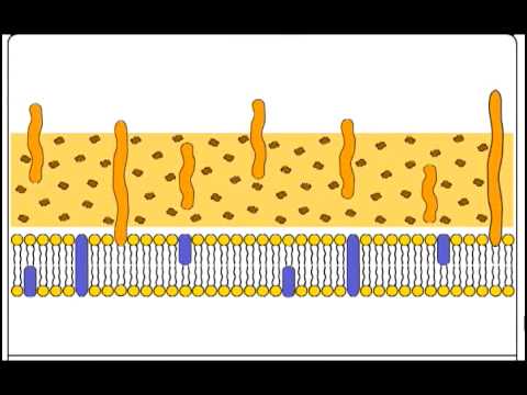 how to perform gram staining