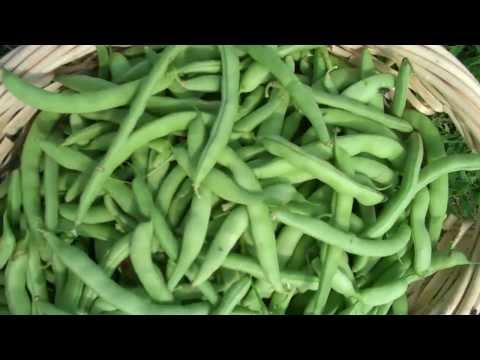 how to fertilize white half runners
