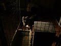 Dogs in the kennel E.A. Bullies Dogs in the kennel E.A. Bullies