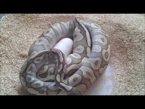 YouTube reptile video