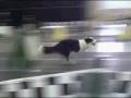 flyball - www.fortunatefido.com
