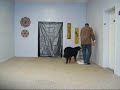 Burmese Mountain Dog - Offleash Obedience Burmese Mountain Dog - Offleash Obedience