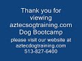 Burmese Mountain Dog  - Offleash Obedience
