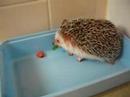 Prickles is eating a green peper Prickles is eating a green peper