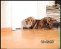 Special Shredder Method