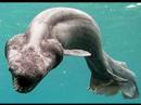 Amazing World, Creatures of Wonder! 4