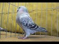 Piegon in di khan