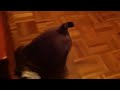 Tayson con la cuerda
