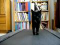 videos de Yup, Bowie on the treadmill again.