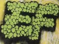 graffiti \"Montreal\ graffiti \"Montreal\