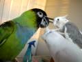 Snuggle Sugar Bird