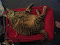 Esquilax rolls on a suitcase Esquilax rolls on a suitcase
