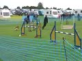 Dog Agility - 2 collies and a sheltie Dog Agility - 2 collies and a sheltie