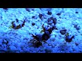 Sexy Shrimp Thor amboinensis