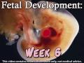 Fetal Development Week 6 (Pregnancy Health Guru)